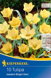 Kiepenkerl Tulipa Bright Gem botanikai tulipn virghagymk (szllts 2024.09.01-09.15 kztt)