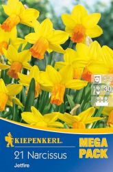 Kiepenkerl Narcissus cyclamineus Jetfire botanikai nrcisz virghagymk MEGA PACK (szllts 2024.09.01-09.15 kztt)