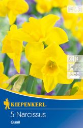 Kiepenkerl Narcissus jonquilla Quail botanikai nrcisz virghagymk (szllts 2024.09.01-09.15 kztt)