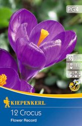 Kiepenkerl Crocus vernus Flower Record nagyvirg krkusz virghagymk (szllts 2024.09.01-09.15 kztt)