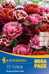 Kiepenkerl Tulipa Rosentulpen-Mix vegyes tulipn virghagymk MEGA PACK (szllts 2024.09.01-09.15 kztt)