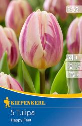 Kiepenkerl Tulipa Happy Feet Triumph tulipn virghagymk (szllts 2024.09.01-09.15 kztt)