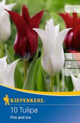 Kiepenkerl Tulipa Fire and Ice liliomvirg tulipn virghagymk (szllts 2024.09.01-09.15 kztt)