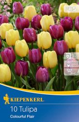 Kiepenkerl Tulipa Colourful Flair vegyes Triumph tulipn virghagymk (szllts 2024.09.01-09.15 kztt)
