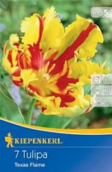 Kiepenkerl Tulipa Texas Flame papagjvirg tulipn virghagymk (szllts 2024.09.01-09.15 kztt)