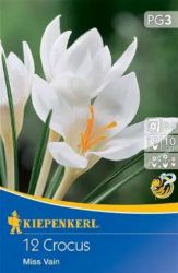 Kiepenkerl Crocus chrysanthus Miss Vain botanikai krkusz virghagymk (szllts 2024.09.01-09.15 kztt)