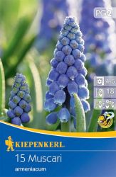 Kiepenkerl Muscari armeniacum gyngyike virghagymk