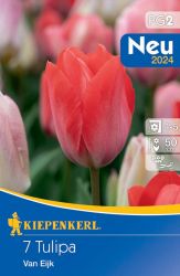 Kiepenkerl Darwin-hibrid tulipn virghagyma Van Eijk (szllts 2024.09.01-09.15 kztt)