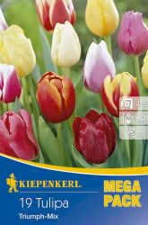 Kiepenkerl Tulipa Triumph-Tulpen-Mix vegyes tulipn virghagymk MEGA PACK (szllts 2024.09.01-09.15 kztt)