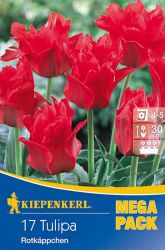 Kiepenkerl Tulipa Rotkappchen vegyes Greigii tulipn virghagymk MEGA PACK (szllts 2024.09.01-09.15 kztt)