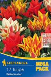Kiepenkerl Tulipa Balkonzauber Mix vegyes csokros tulipn virghagymk MEGA PACK (szllts 2024.09.01-09.15 kztt)