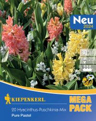 Kiepenkerl Mega-Pack Jcint virghagyma-Puschkinia Pure Pastel sznkeverk (szllts 2024.09.01-09.15 kztt)