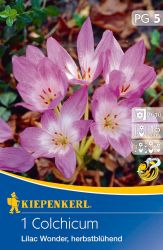 Kiepenkerl Colchicum autumnale Lilac Wonder (Herbstzeitlose) kikerics virghagyma (szllts 2024.09.01-09.15 kztt)