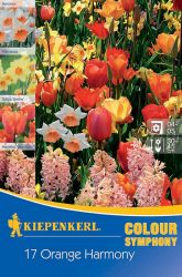 Kiepenkerl Colour Symphony Orange Harmony virghagyma sszellts (szllts 2024.09.01-09.15 kztt)