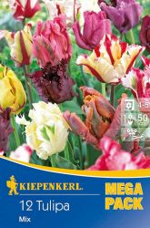 Kiepenkerl Tulipa Papagei Tulpen vegyes tulipn virghagymk MEGA PACK (szllts 2024.09.01-09.15 kztt)