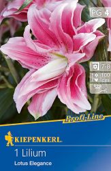 Kiepenkerl Lilium Lotus Elegance liliom virghagyma 4’