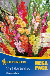 Kiepenkerl Gladiolus Camara Mix virghagyma sszellts 6’ Mega Pack