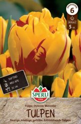 Sperli Gefllte Frhe Tulpe Monsella korai teltvirg tulipn virghagyma (szllts 2024.09.01-09.15 kztt)