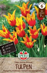 Sperli Lilienbltige Tulpe Firework tulipn virghagyma (szllts 2024.09.016-09.23 kztt)
