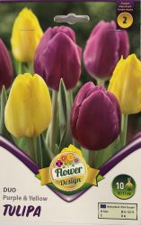  Tulipa Duo Purple & Yellow triumph tulipn virghagymk 2’