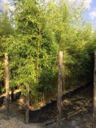  BAMBUSA VIVAX AUREOCAULIS CLT. 35 250/300 arany bambusz