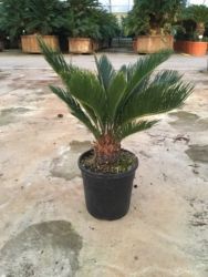  CYCAS REVOLUTA CLT. 35 ciksz plma