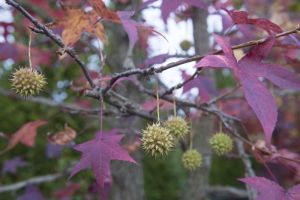  LIQUIDAMBAR STYRACIFLUA CLT. 25 8/10 STANDARD amerikai mbrafa