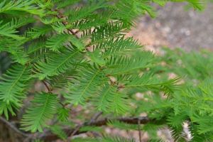  Metasequoia glyptostroboides CLT35 knai mamutfeny