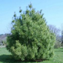  Pinus wallichiana CLT30 125/150 Himaljai selyemfeny