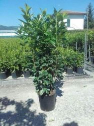  Prunus la.’Caucasica’ CLT18 125/150 babrmeggy