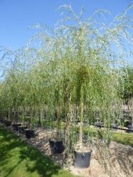  Salix babylonica ’Aurea’ CLT18 8/10 babiloni szomorfz