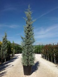  CUPRESSUS ARIZ. FASTIGIATA CLT. 15 60CM CLEAR STEM ariznai ciprus