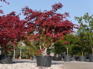  Acer jap.’Aconitifolium’ CLT18 vrsvirg juhar