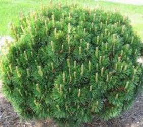  Pinus mugo ’Gnom’ CLT10 havasi trpefeny
