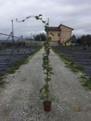  ACTINIDIA CHINENSIS TOMURI (MASCHIO) CLT. 10 knai kivi