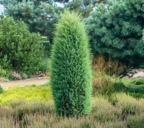  Juniperus  com.  ’Hibernica’  CLT10