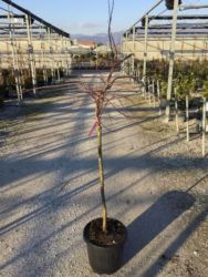  ACER (ROSSI) PALM. DISS. CRIMSON PRINCESS CLT. 15 FEATHERED vrslevel japn juhar