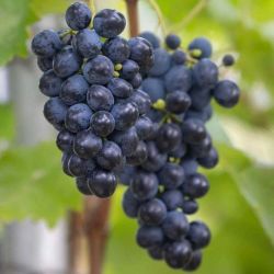  Vitis  vinifera  ’Muscat  Bleu’  CLT5