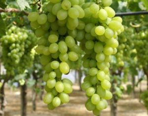 Vitis  vinifera  ’Regina’CLT5  150/175