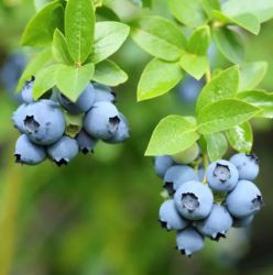  VACCINIUM CORYMBOSUM DUKE CLT. 10 magasbokr kk fonya