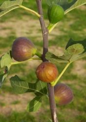  FICUS CARICA VIOLETTE DAUPHINE CLT. 10 fge