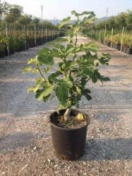  FICUS CARICA NEGRONNE CLT. 10 HALF STANDARD fge