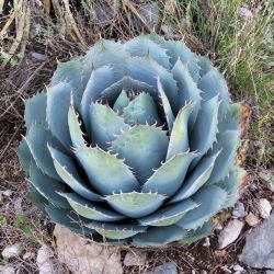  AGAVE PARRASANA  LV 6 Agv