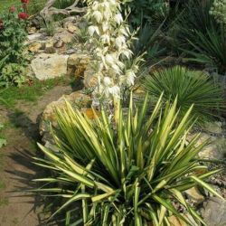  YUCCA FILAMENTOSA GOLDEN SWORD  LV 12 Plmaliliom