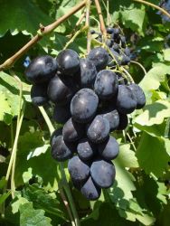  Vitis  vinifera’Black  Magic’  CLT5