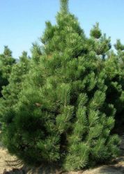  Pinus nigra var.’Austriaca’ CLT30 feketefeny