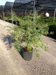  ACER PALMATUM BENI SHICHI HENGE CLT. 15 vrslevel japn juhar