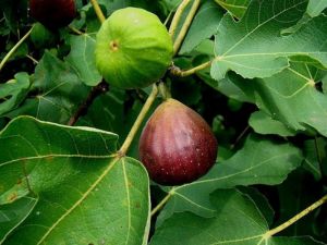  Ficus car. ’Brown Turkey’ CLT130 kznsges fge