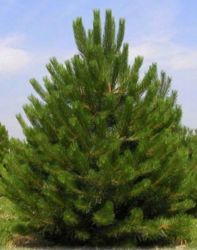  Pinus nigra ’Austriaca’ CLT230 feketefeny