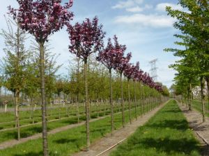  Prunus ser.’Royal Burg. CLT15 6/8 japncseresznye